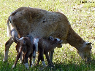 Rock Dove Ranch Texas Barbado sheep and Painted Desert sheep and Trophy Rams