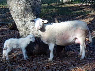 Rock Dove Ranch Texas Barbado sheep and Painted Desert sheep and Trophy Rams