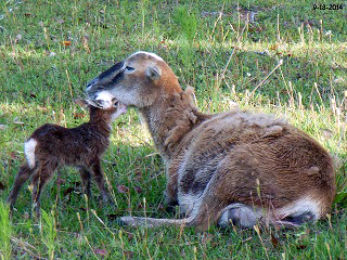 Rock Dove Ranch Texas Barbado sheep and Painted Desert sheep and Trophy Rams