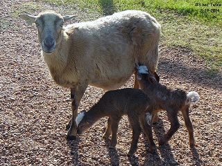 Rock Dove Ranch Texas Barbado sheep and Painted Desert sheep and Trophy Rams