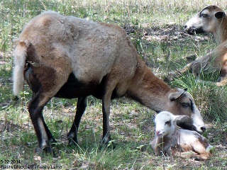 Rock Dove Ranch Texas Barbado sheep and Painted Desert sheep and Trophy Rams