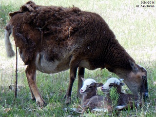 Rock Dove Ranch Texas Barbado sheep and Painted Desert sheep and Trophy Rams