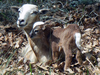 Rock Dove Ranch Texas Barbado sheep and Painted Desert sheep and Trophy Rams