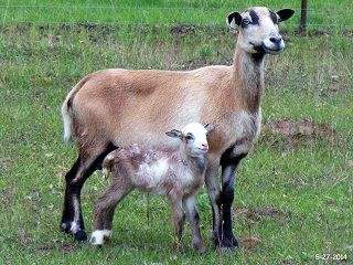 Rock Dove Ranch Texas Barbado sheep and Painted Desert sheep and Trophy Rams