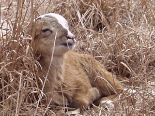 Rock Dove Ranch Texas Barbado sheep and Painted Desert sheep and Trophy Rams