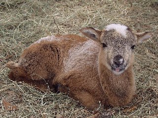 Rock Dove Ranch Texas Barbado sheep and Painted Desert sheep and Trophy Rams