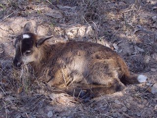 Rock Dove Ranch Texas Barbado sheep and Painted Desert sheep and Trophy Rams