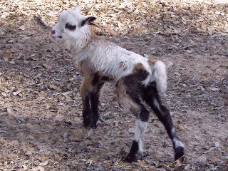 Rock Dove Ranch Texas Barbado sheep and Painted Desert sheep and Trophy Rams