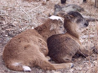 Rock Dove Ranch Texas Barbado sheep and Painted Desert sheep and Trophy Rams