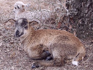 Rock Dove Ranch Texas Barbado sheep and Painted Desert sheep and Trophy Rams