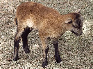 Rock Dove Ranch Texas Barbado sheep and Painted Desert sheep and Trophy Rams