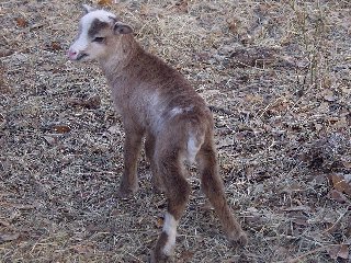 Rock Dove Ranch Texas Barbado sheep and Painted Desert sheep and Trophy Rams