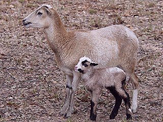 Rock Dove Ranch Texas Barbado sheep and Painted Desert sheep and Trophy Rams