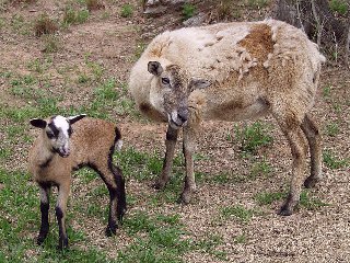 Rock Dove Ranch Texas Barbado sheep and Painted Desert sheep and Trophy Rams