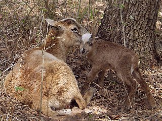 Rock Dove Ranch Texas Barbado sheep and Painted Desert sheep and Trophy Rams