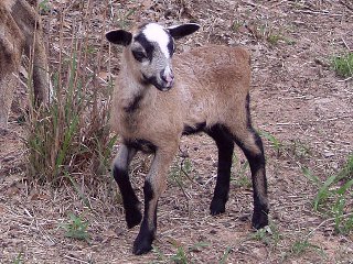 Rock Dove Ranch Texas Barbado sheep and Painted Desert sheep and Trophy Rams