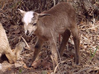 Rock Dove Ranch Texas Barbado sheep and Painted Desert sheep and Trophy Rams