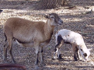 Rock Dove Ranch Texas Barbado sheep and Painted Desert sheep and Trophy Rams