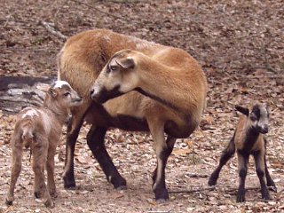 Rock Dove Ranch Texas Barbado sheep and Painted Desert sheep and Trophy Rams