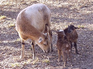 Rock Dove Ranch Texas Barbado sheep and Painted Desert sheep and Trophy Rams