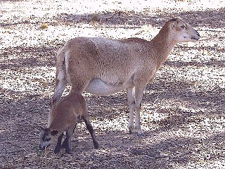 Rock Dove Ranch Texas Barbado sheep and Painted Desert sheep and Trophy Rams