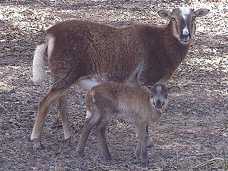 Rock Dove Ranch Texas Barbado sheep and Painted Desert sheep and Trophy Rams