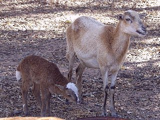 Rock Dove Ranch Texas Barbado sheep and Painted Desert sheep and Trophy Rams