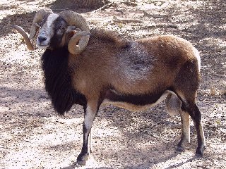 Rock Dove Ranch Texas Barbado sheep and Painted Desert sheep and Trophy Rams