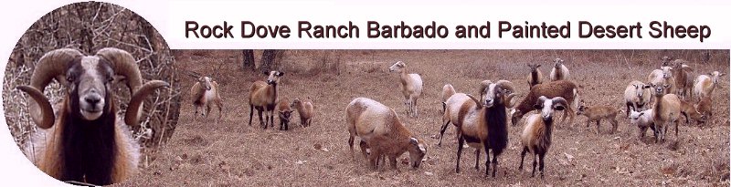 Rock Dove Ranch Texas Barbado sheep and Painted Desert sheep and Trophy Rams